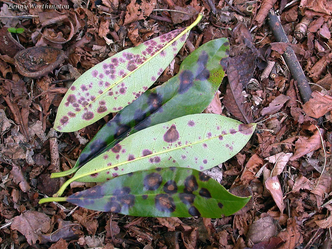 Gloeosporium betulicola (Gloeosporium betulicola) — photo mycologique