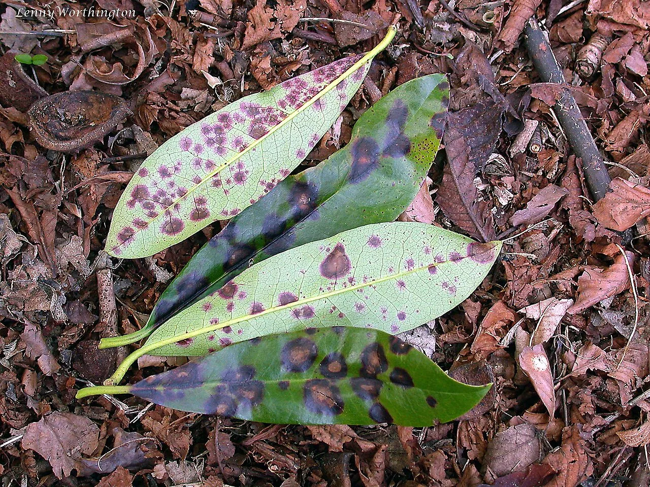 Gloeosporium multipunctatum (Gloeosporium multipunctatum) — photo mycologique