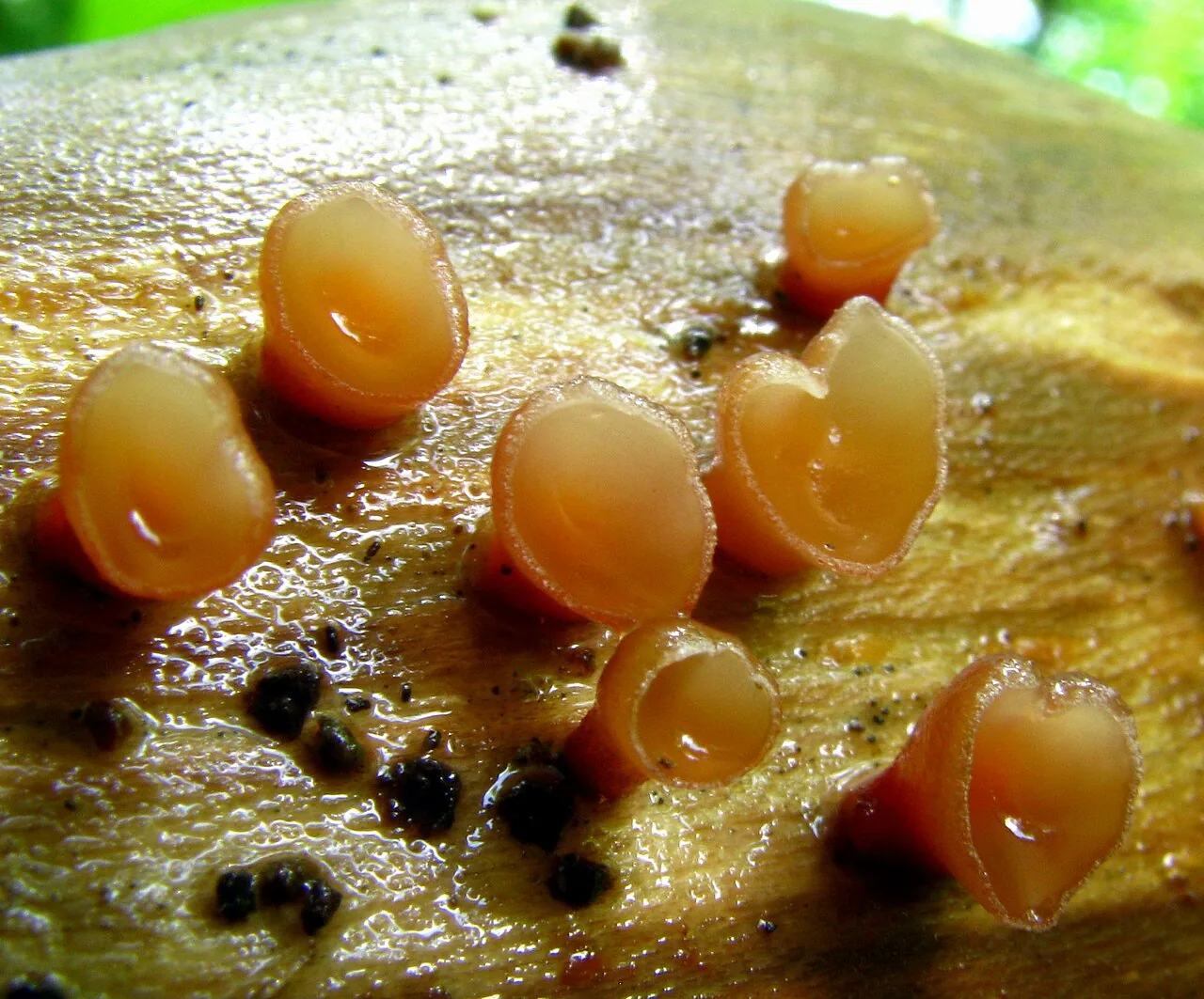 Gloeostereum incarnatum (Gloeostereum incarnatum) — photo mycologique