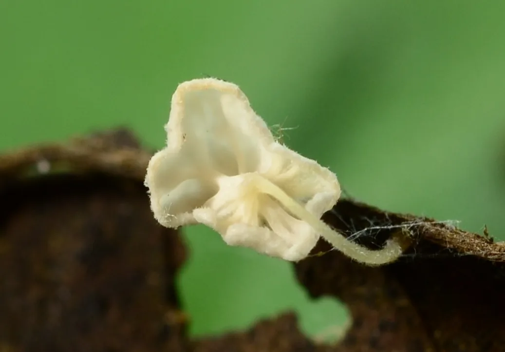 Gloiocephala quercetorum (Gloiocephala quercetorum) — photo mycologique