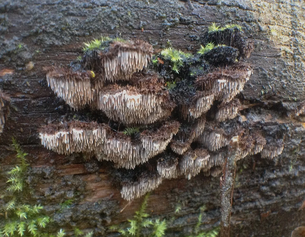 Gloiodon strigosus (Gloiodon strigosus) — photo mycologique