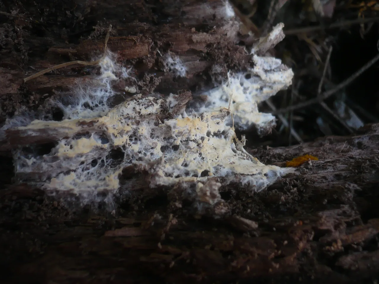 Gloiothele olearia (Gloiothele olearia) — photo mycologique
