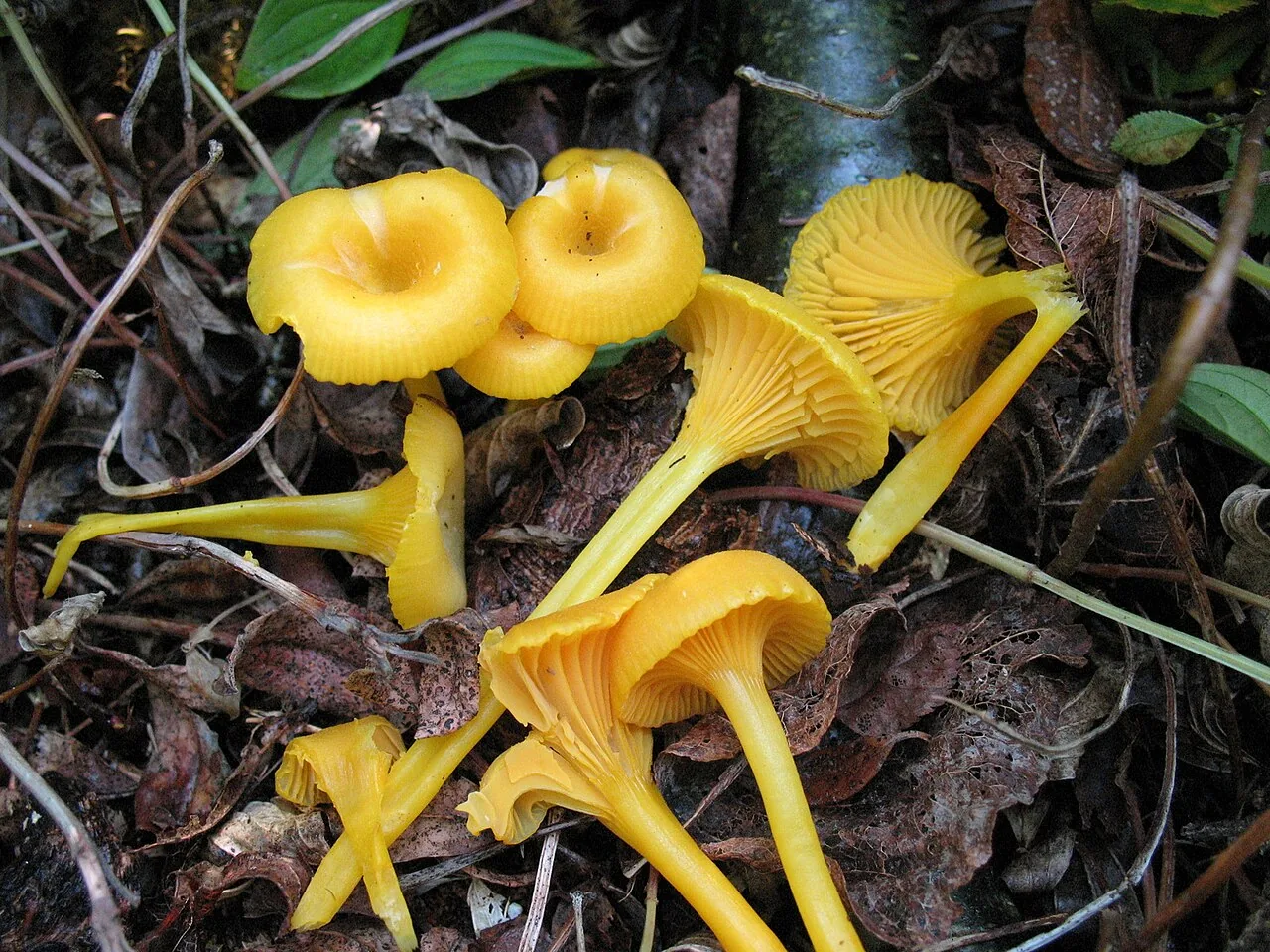 Gloioxanthomyces vitellinus (Gloioxanthomyces vitellinus) — photo mycologique