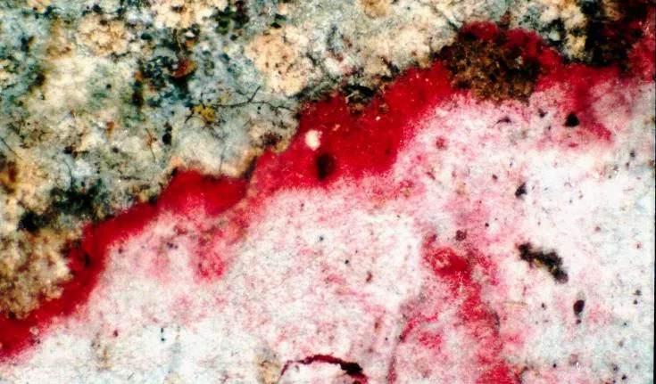 Glomerulophoron mauritiae (Glomerulophoron mauritiae) — photo mycologique