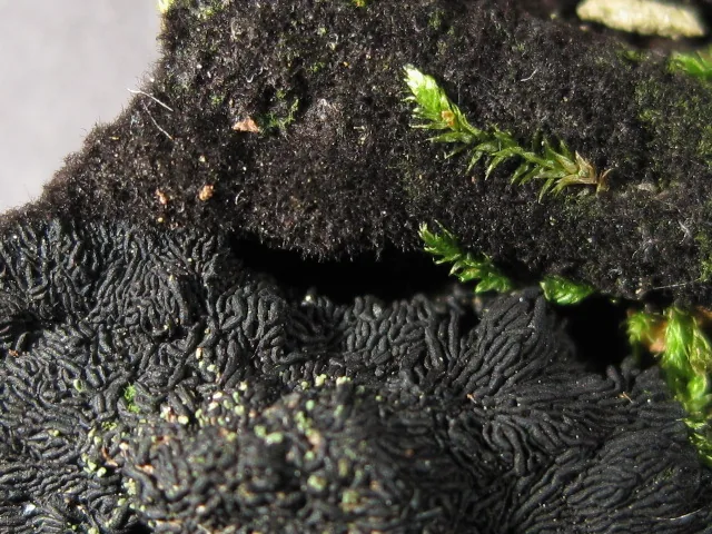 Glonium lineare (Glonium lineare) — photo mycologique
