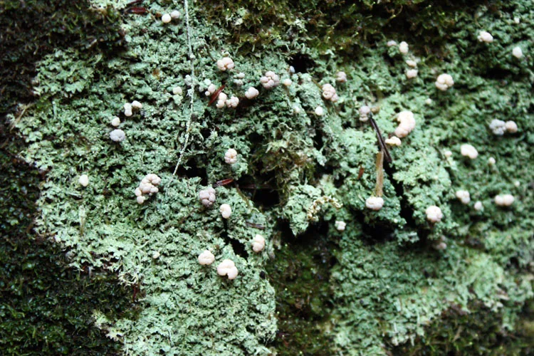 Glossodium japonicum (Glossodium japonicum) — photo mycologique