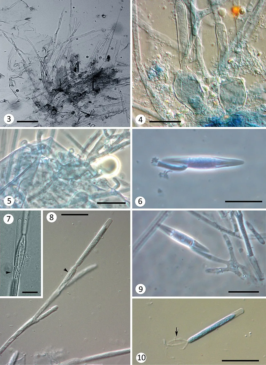 Glotzia incilis (Glotzia incilis) — photo mycologique