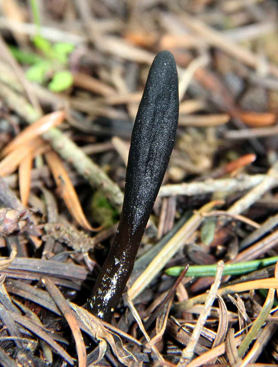 Glutinoglossum persoonii (Glutinoglossum persoonii) — photo mycologique
