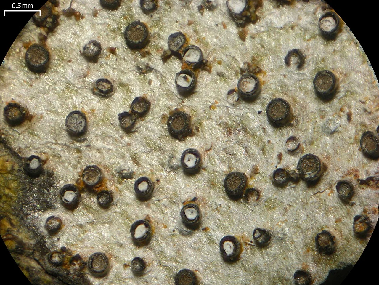 Glyphis scyphulifera (Glyphis scyphulifera) — photo mycologique