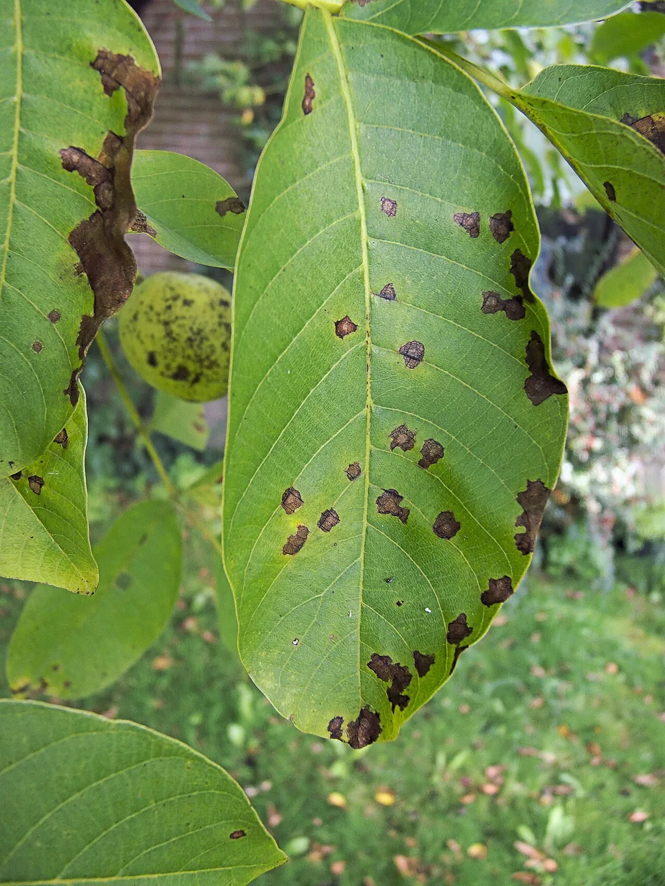 Gnomonia cingulata (Gnomonia cingulata) — photo mycologique