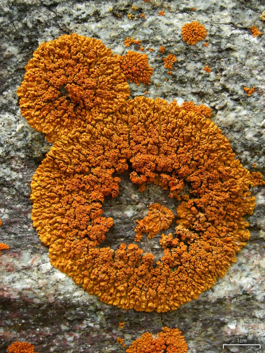 Golubkovia trachyphylla (Golubkovia trachyphylla) — photo mycologique