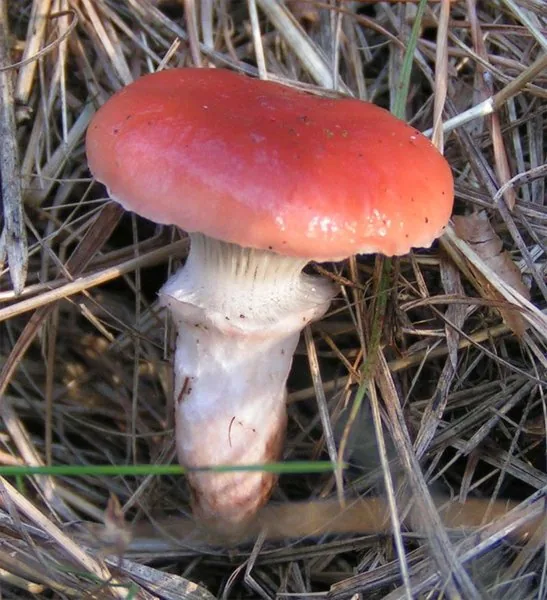 Gomphidius roseus (Gomphidius roseus) — photo mycologique