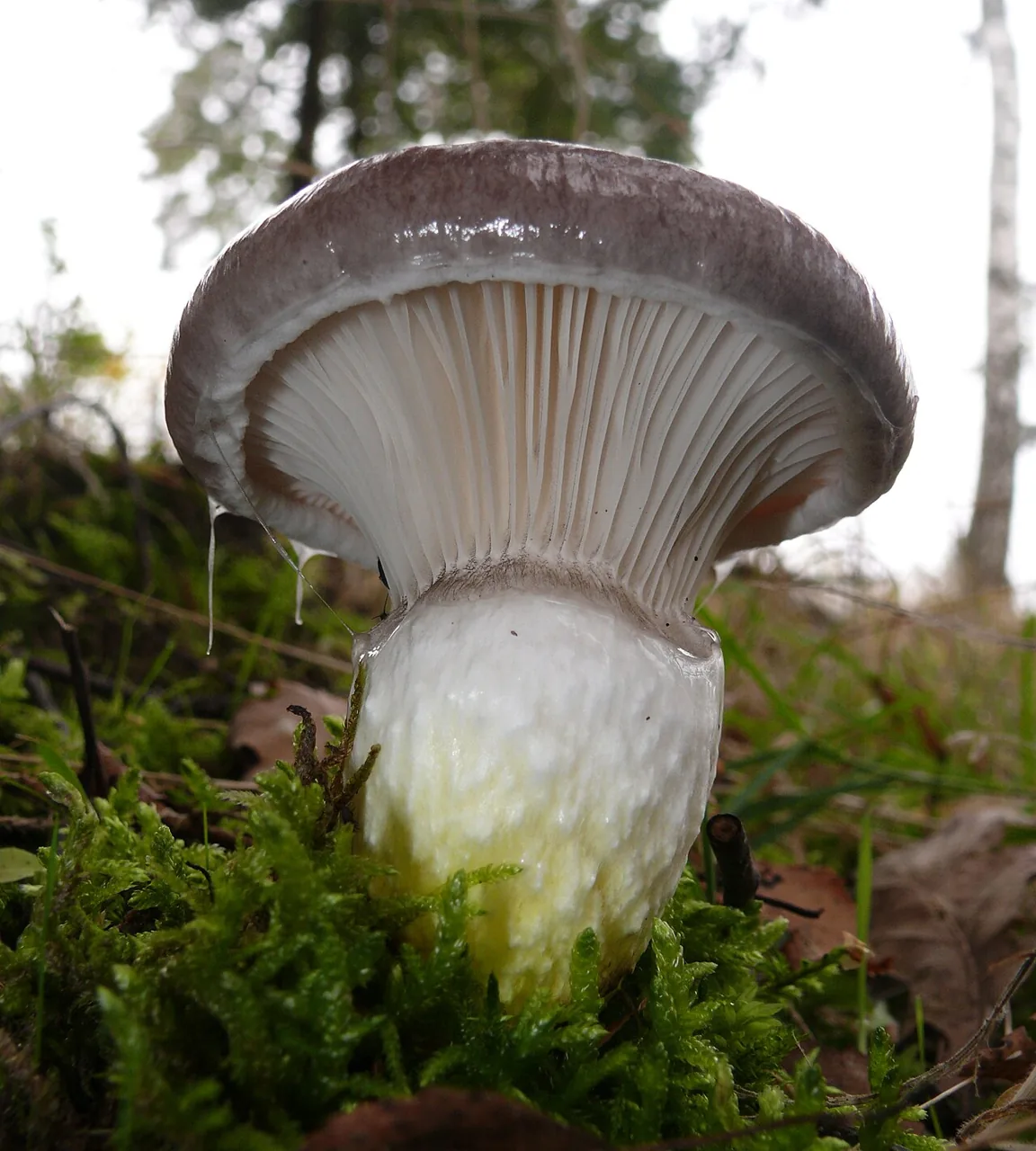 Gomphidius (Gomphidius) — photo mycologique