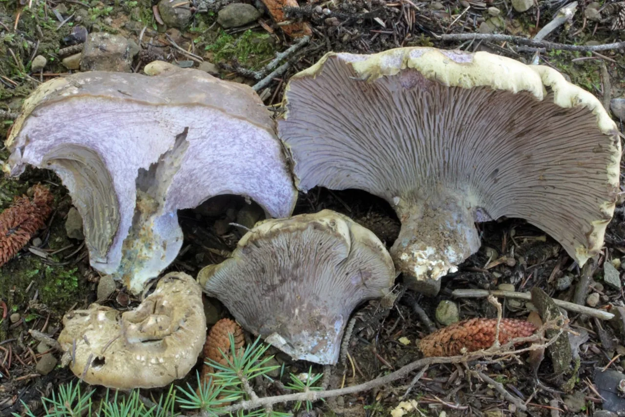 Gomphus crassipes (Gomphus crassipes) — photo mycologique