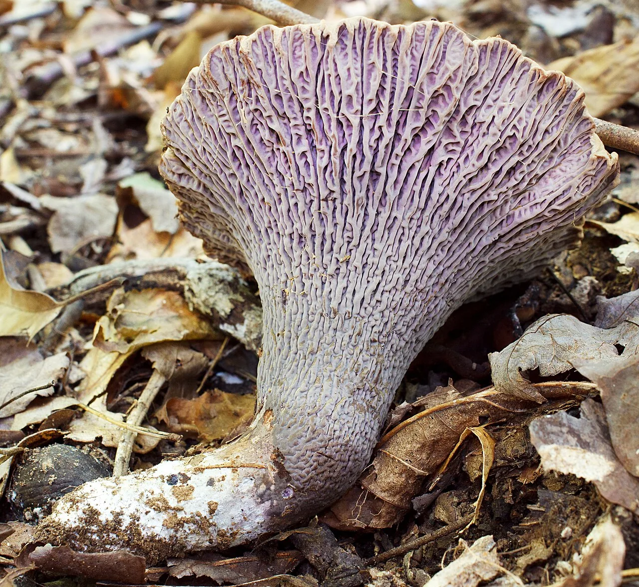 Gomphus ludovicianus (Gomphus ludovicianus) — photo mycologique