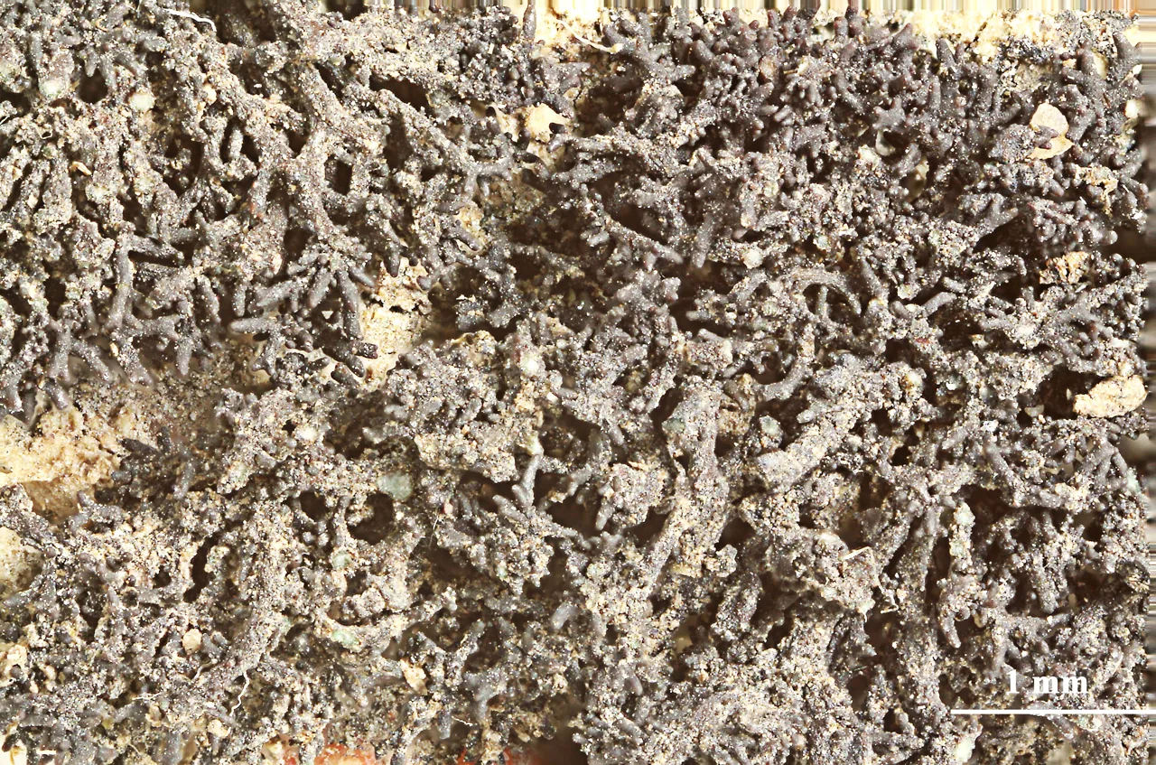 Gonohymenia iodopulchra (Gonohymenia iodopulchra) — photo mycologique