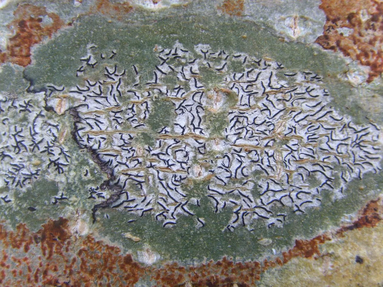 Graphina obtrita (Graphina obtrita) — photo mycologique