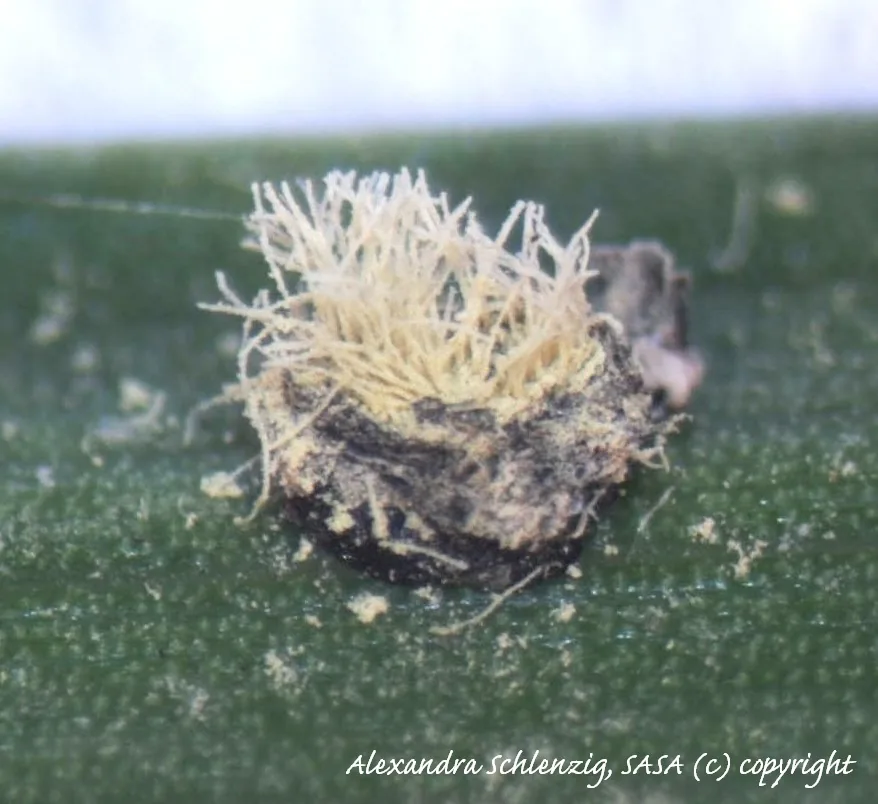 Graphiola cocoina (Graphiola cocoina) — photo mycologique