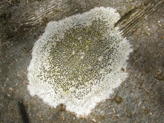 Graphis elegans (Graphis elegans) — photo mycologique