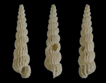 Graphis subintermedians (Graphis subintermedians) — photo mycologique