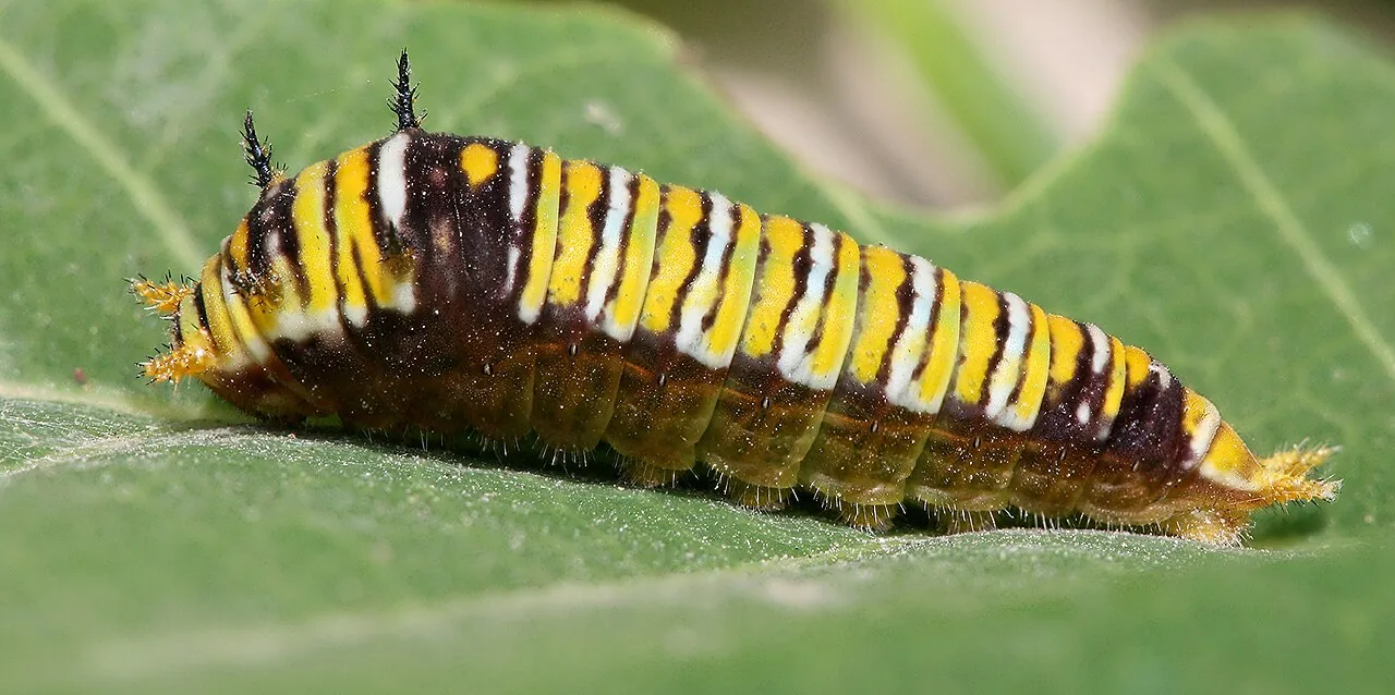 Graphium paspali (Graphium paspali) — photo mycologique