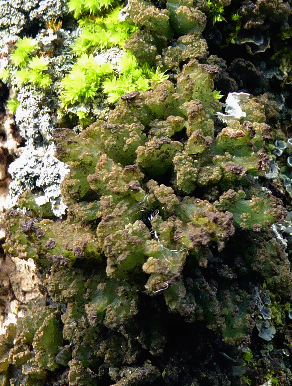 Gregorella humida (Gregorella humida) — photo mycologique