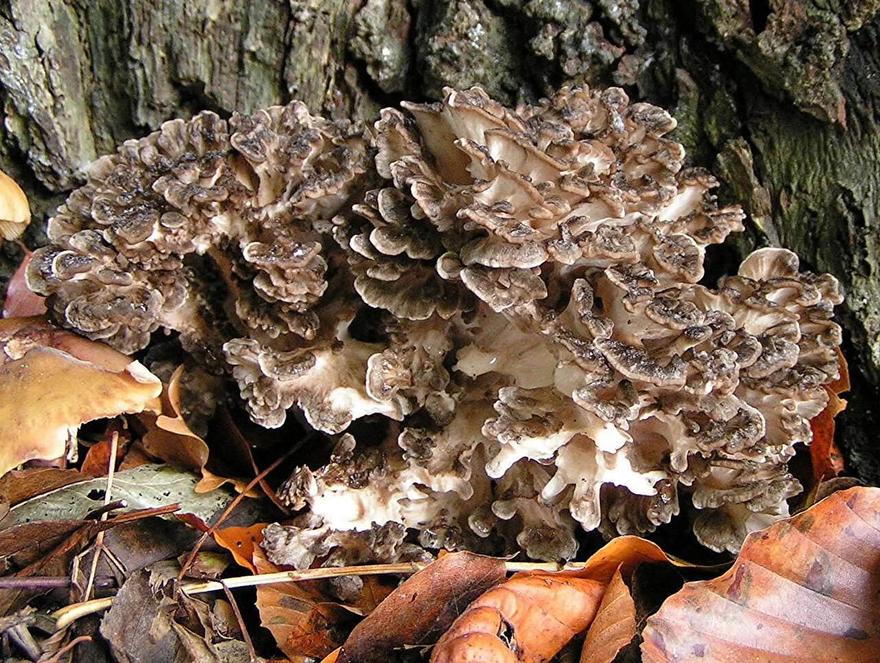 Grifola rosularis (Grifola rosularis) — photo mycologique