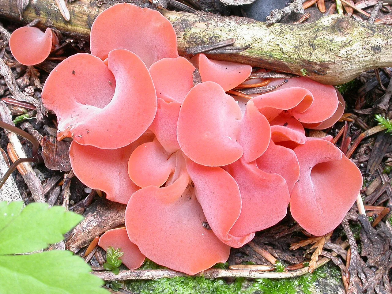 Guepinia pennsylvanica (Guepinia pennsylvanica) — photo mycologique