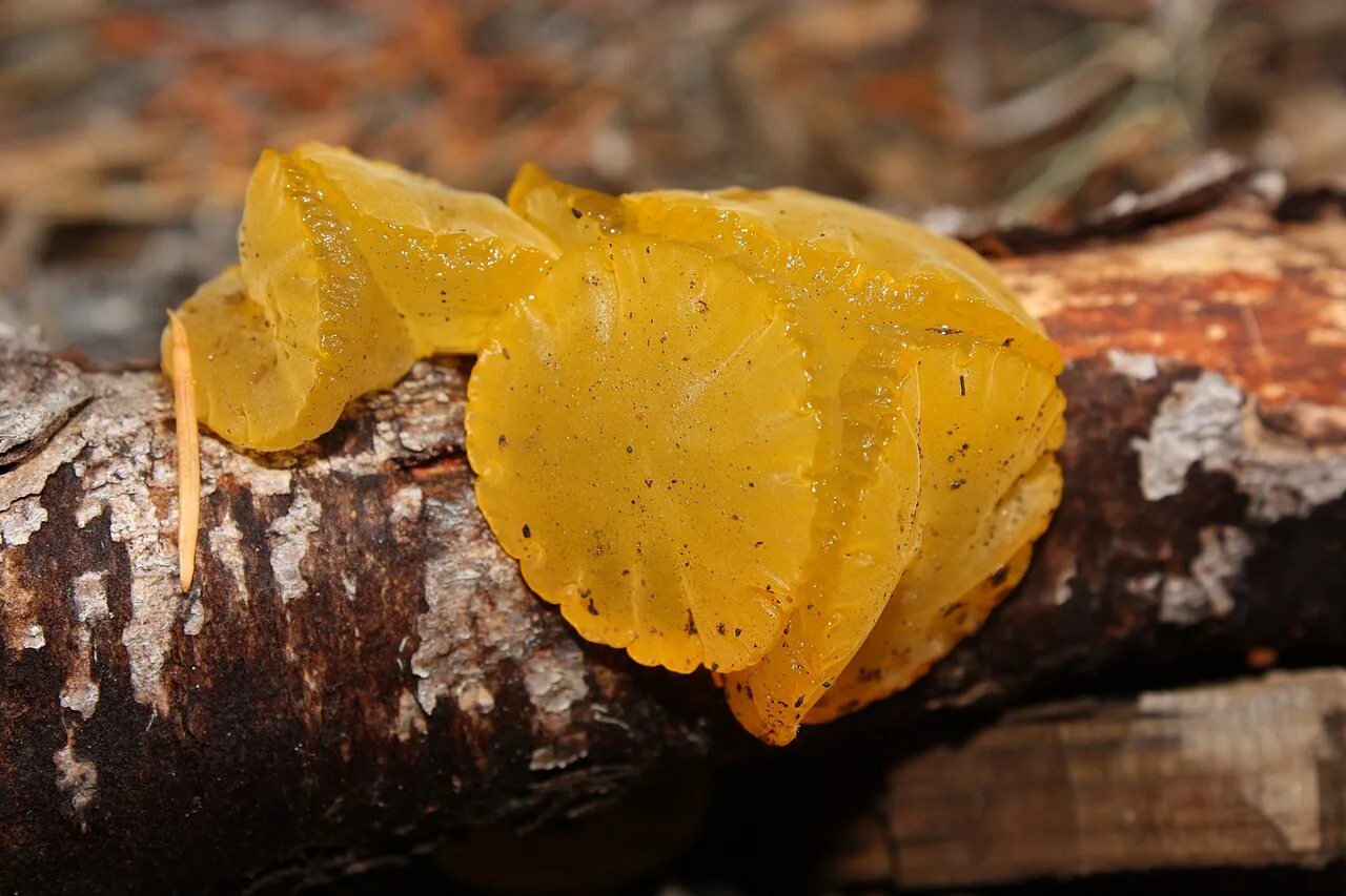 Guepiniopsis torta (Guepiniopsis torta) — photo mycologique