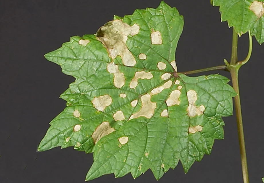 Guignardia migrans (Guignardia migrans) — photo mycologique