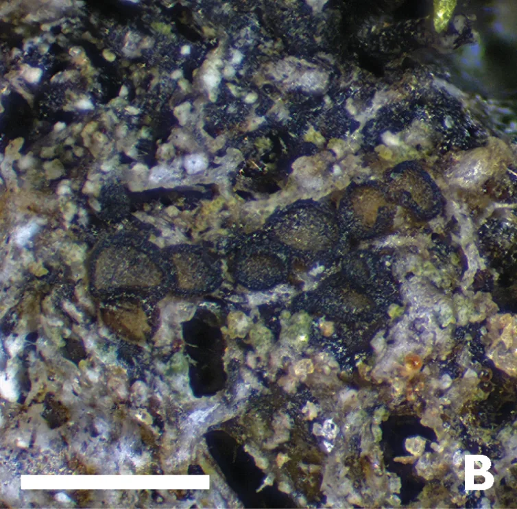 Gyalidea rivularis (Gyalidea rivularis) — photo mycologique