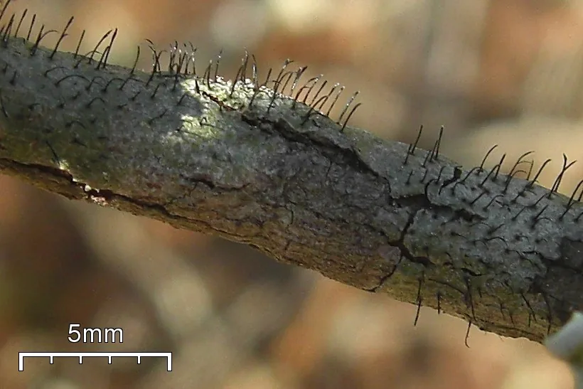 Gyalideopsis moodyae (Gyalideopsis moodyae) — photo mycologique