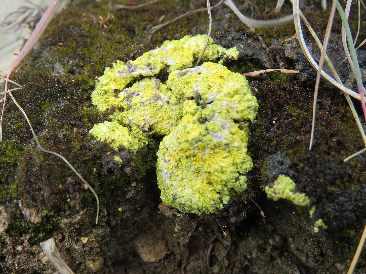 Gyalolechia bracteata (Gyalolechia bracteata) — photo mycologique