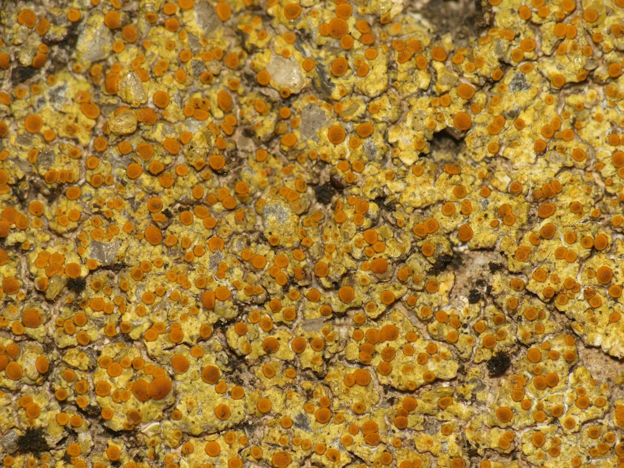 Gyalolechia cranfieldii (Gyalolechia cranfieldii) — photo mycologique