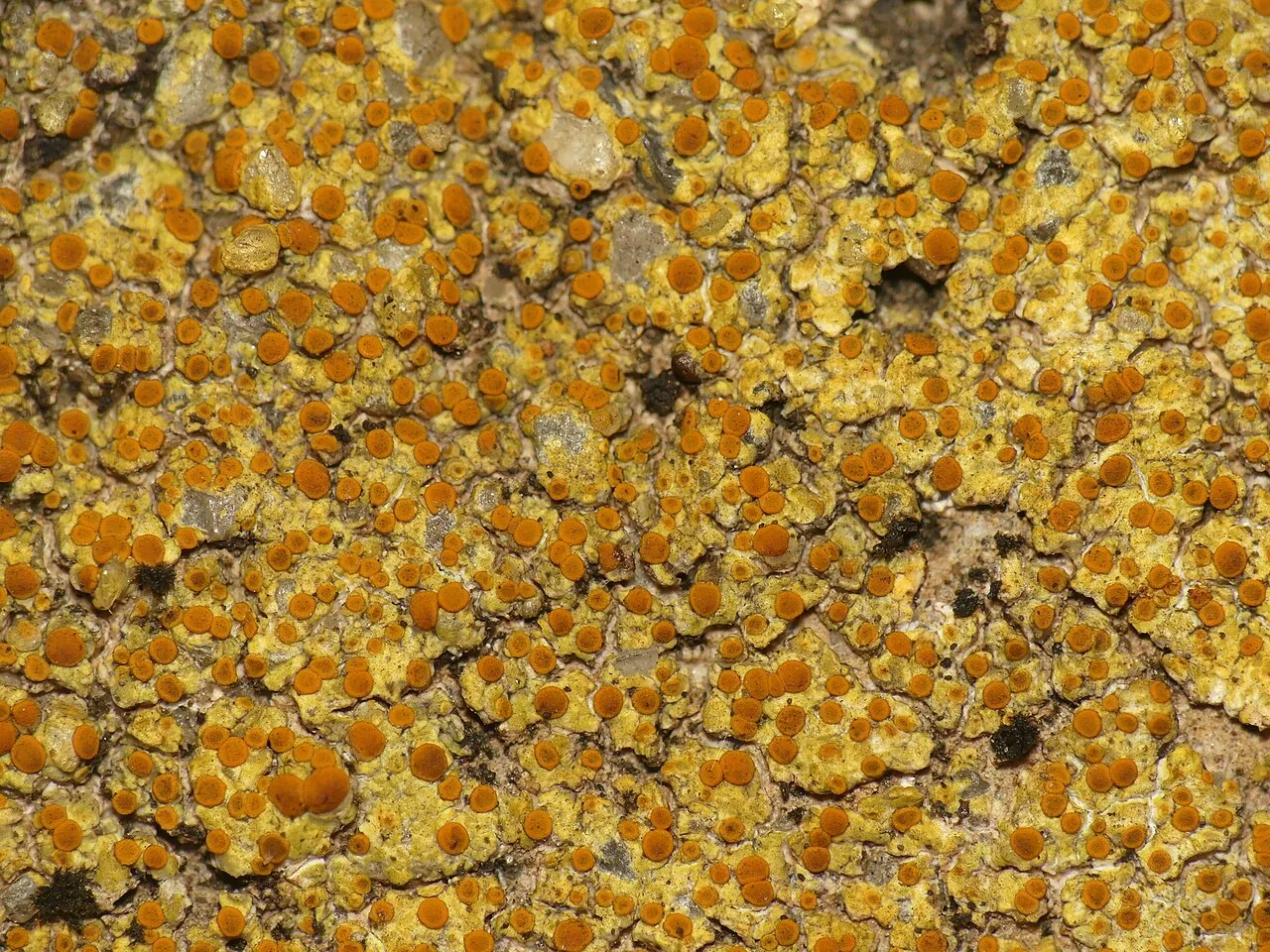 Gyalolechia pruinosa (Gyalolechia pruinosa) — photo mycologique