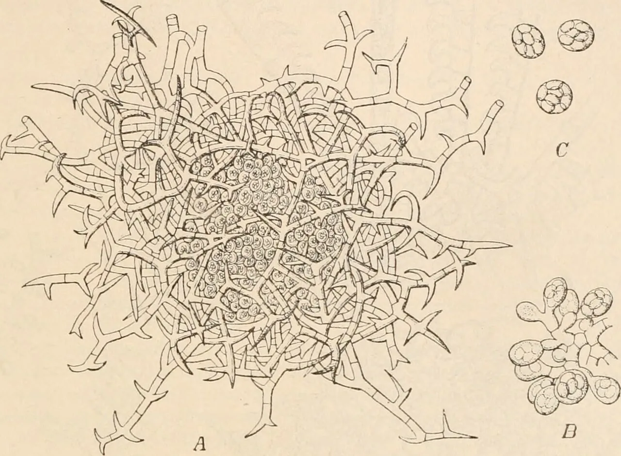 Gymnoascus dugwayensis (Gymnoascus dugwayensis) — photo mycologique