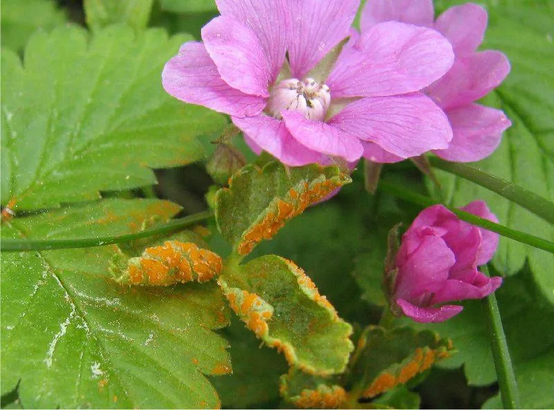 Gymnoconia riddelliae (Gymnoconia riddelliae) — photo mycologique