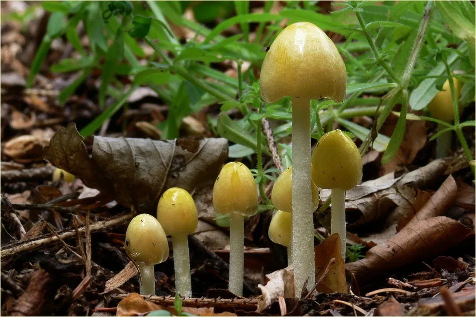 Gymnoglossum majus (Gymnoglossum majus) — photo mycologique