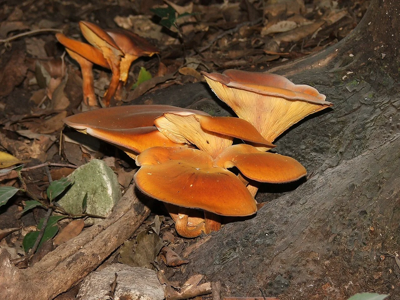 Gymnopanella nothofagi (Gymnopanella nothofagi) — photo mycologique