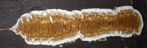 Gymnopaxillus nudus (Gymnopaxillus nudus) — photo mycologique