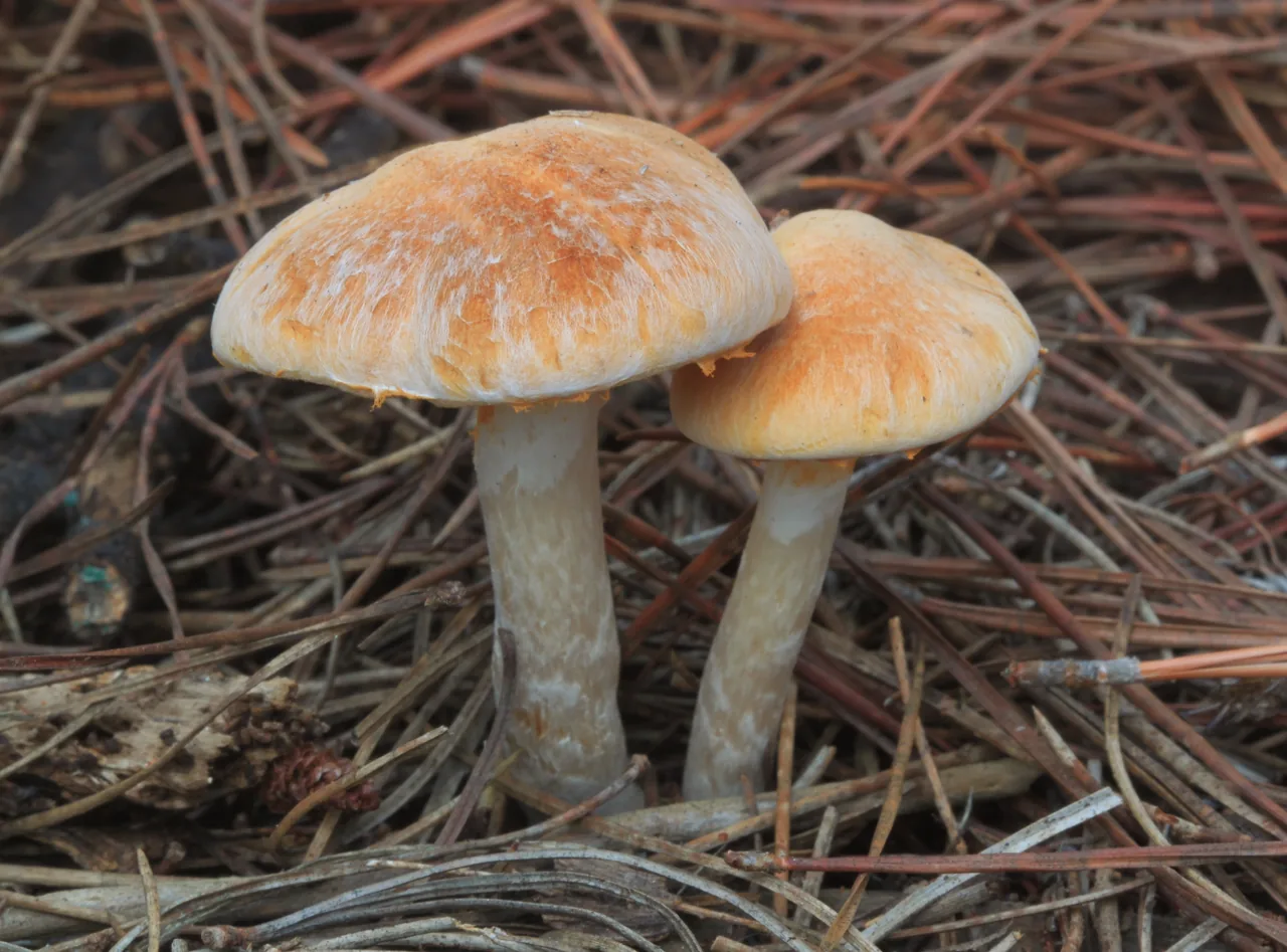 Gymnopilus allantopus (Gymnopilus allantopus) — photo mycologique