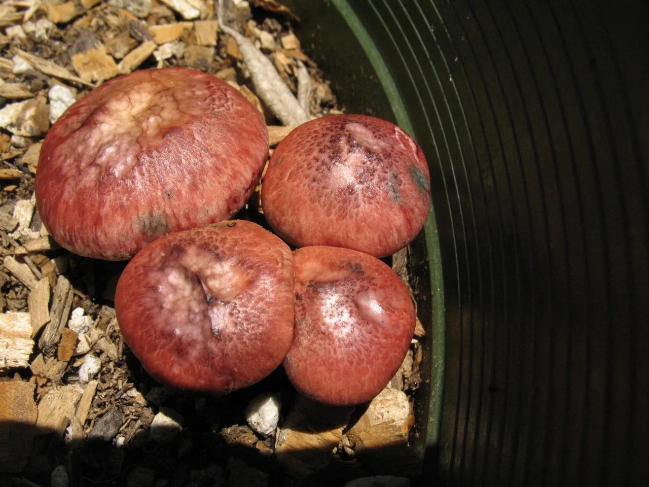 Gymnopilus arenophilus (Gymnopilus arenophilus) — photo mycologique