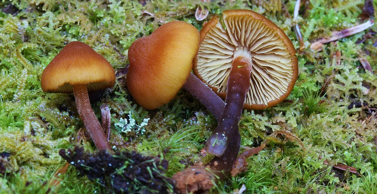 Gymnopilus bellulus (Gymnopilus bellulus) — photo mycologique