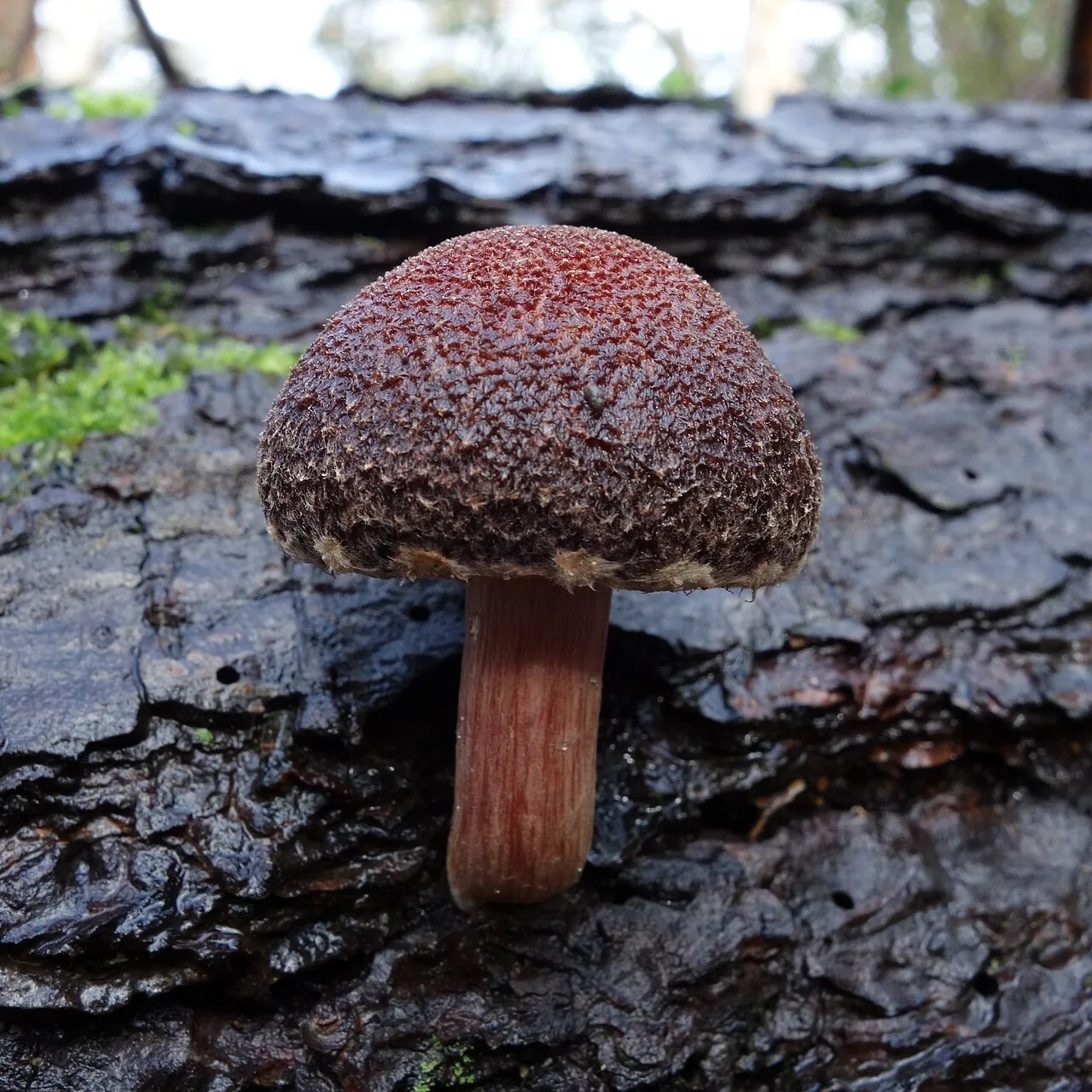 Gymnopilus dilepis (Gymnopilus dilepis) — photo mycologique