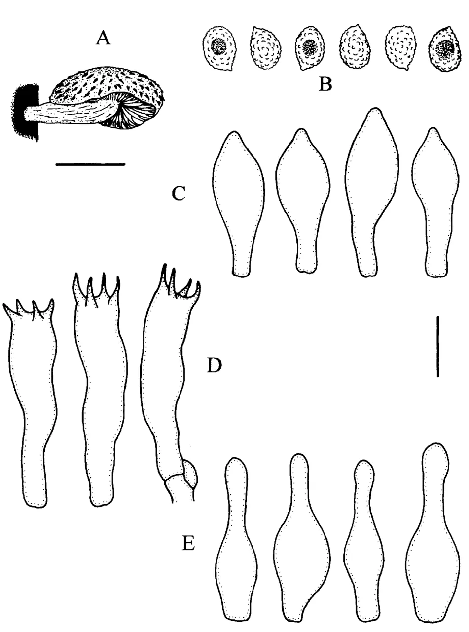 Gymnopilus earlei (Gymnopilus earlei) — photo mycologique