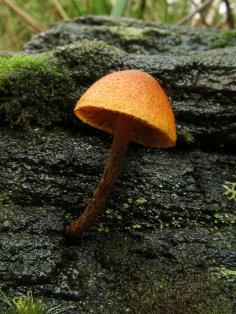 Gymnopilus ferruginosus (Gymnopilus ferruginosus) — photo mycologique