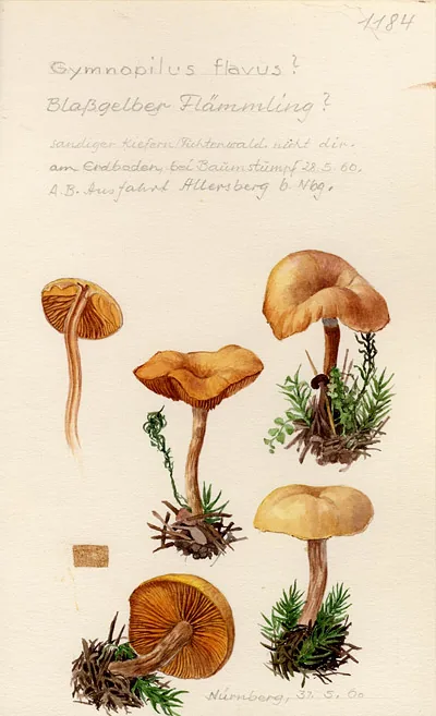 Gymnopilus flavus (Gymnopilus flavus) — photo mycologique