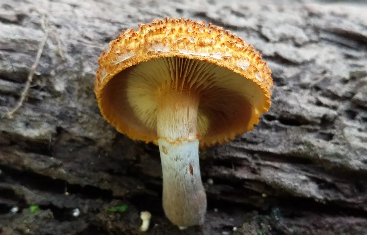 Gymnopilus fulvosquamulosus (Gymnopilus fulvosquamulosus) — photo mycologique