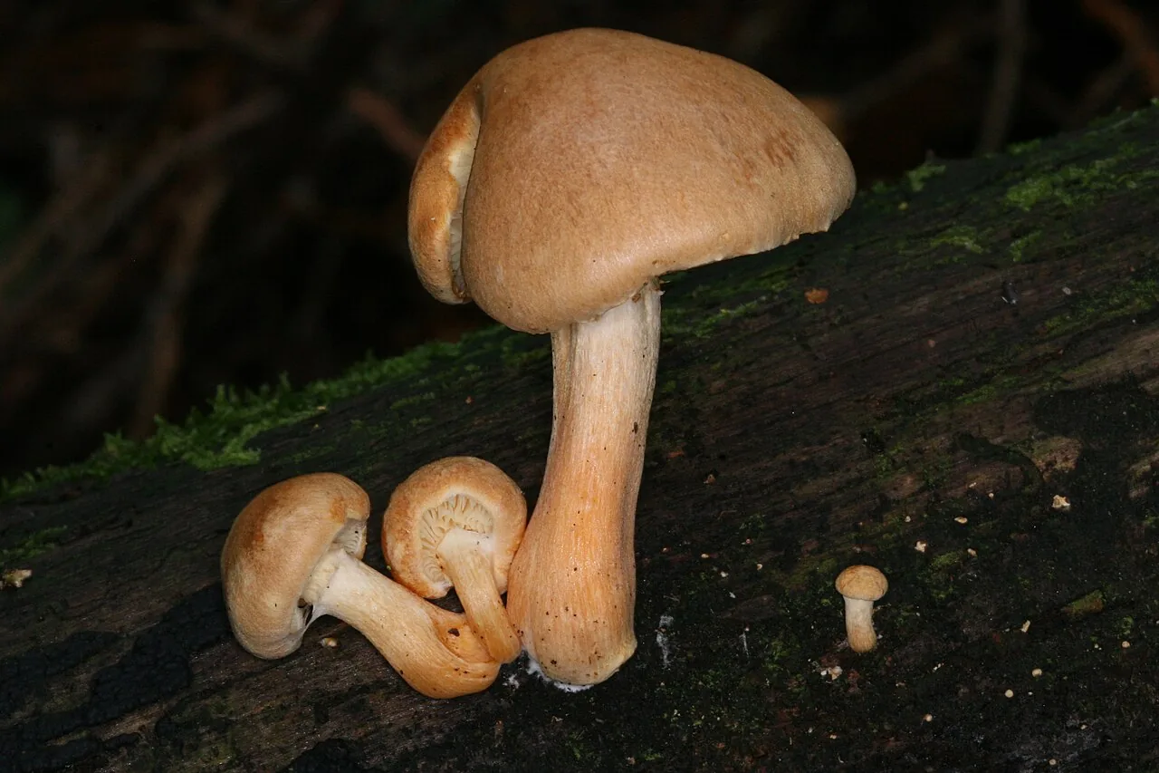 Gymnopilus hybridus (Gymnopilus hybridus) — photo mycologique