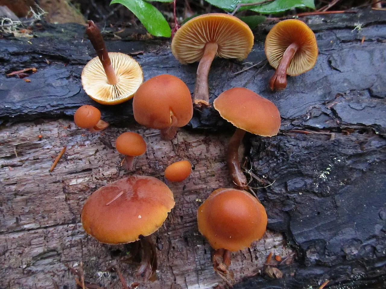 Gymnopilus josserandii (Gymnopilus josserandii) — photo mycologique